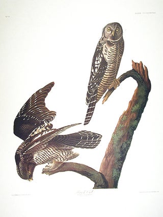 Item #7863 Hawk Owl. From "The Birds of America" (Amsterdam Edition). John James AUDUBON