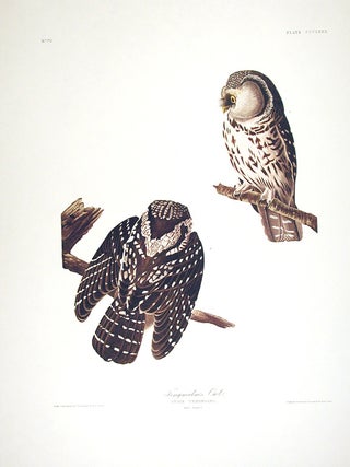 Item #7866 Tengmalm’s Owl. From "The Birds of America" (Amsterdam Edition). John James AUDUBON
