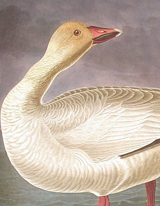 Snow Goose. From "The Birds of America" (Amsterdam Edition)