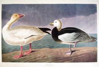 Item #7867 Snow Goose. From "The Birds of America" (Amsterdam Edition). John James AUDUBON
