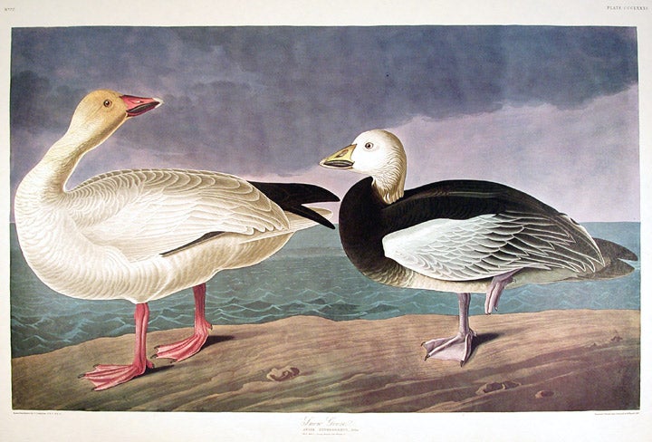 Item #7867 Snow Goose. From "The Birds of America" (Amsterdam Edition). John James AUDUBON.