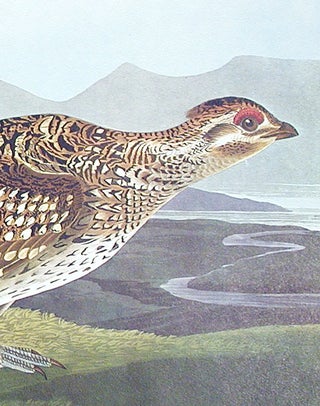 Sharp-tailed Grouse. From "The Birds of America" (Amsterdam Edition)
