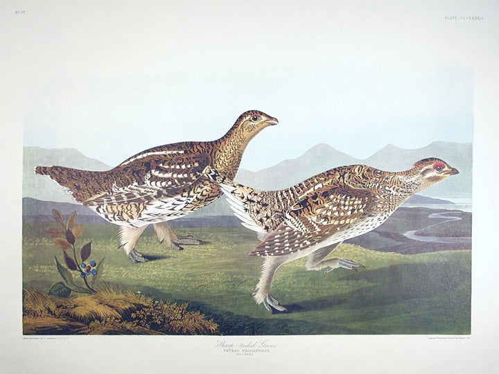 Item #7870 Sharp-tailed Grouse. From "The Birds of America" (Amsterdam Edition). John James AUDUBON.