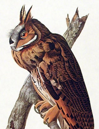 Long-eared Owl. From "The Birds of America" (Amsterdam Edition)