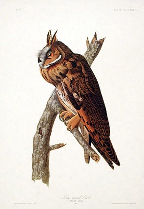 Item #7871 Long-eared Owl. From "The Birds of America" (Amsterdam Edition). John James AUDUBON