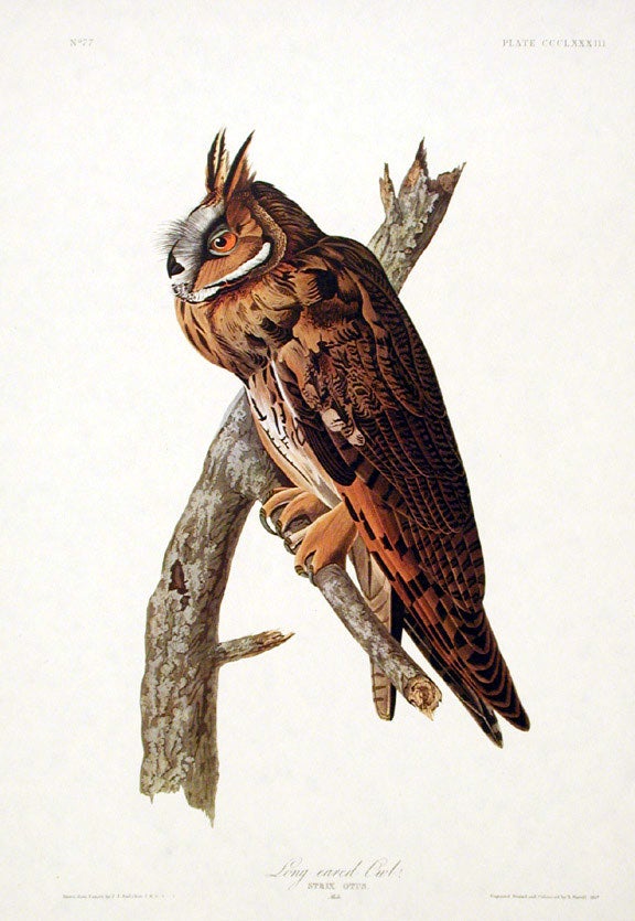 Item #7871 Long-eared Owl. From "The Birds of America" (Amsterdam Edition). John James AUDUBON.
