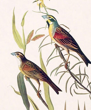 Black-throated Bunting. From "The Birds of America" (Amsterdam Edition)