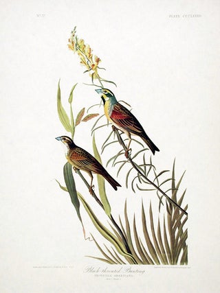 Item #7872 Black-throated Bunting. From "The Birds of America" (Amsterdam Edition). John James...