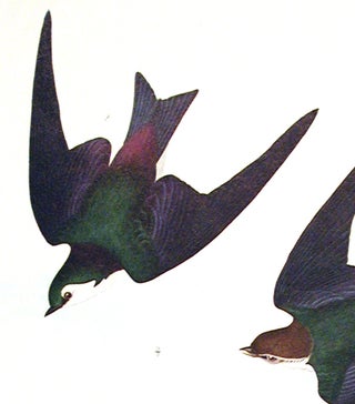 Bank Swallow, Violet-Green Swallow. From "The Birds of America" (Amsterdam Edition)