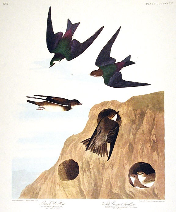 Item #7873 Bank Swallow, Violet-Green Swallow. From "The Birds of America" (Amsterdam Edition). John James AUDUBON.