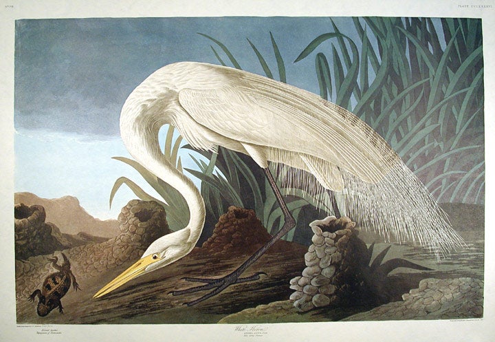 Item #7878 White Heron. From "The Birds of America" (Amsterdam Edition). John James AUDUBON.