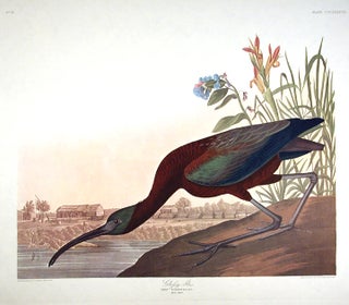 Item #7879 Glossy Ibis. From "The Birds of America" (Amsterdam Edition). John James AUDUBON
