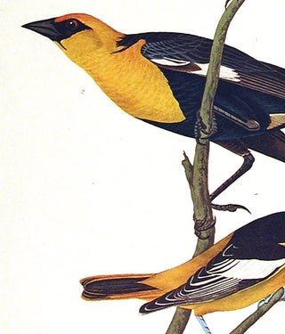 Nuttall's Starling, Yellow-headed Troopial, Bullock's Oriole. From "The Birds of America" (Amsterdam Edition)