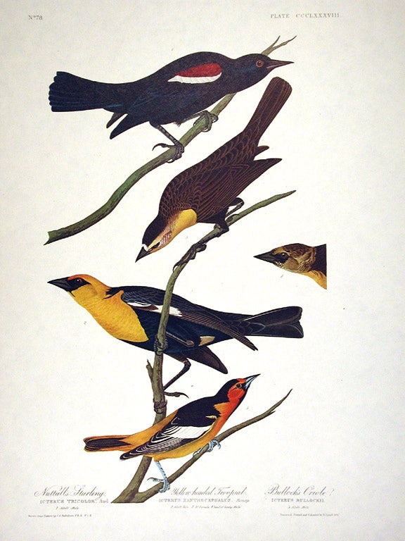 Item #7880 Nuttall's Starling, Yellow-headed Troopial, Bullock's Oriole. From "The Birds of America" (Amsterdam Edition). John James AUDUBON.