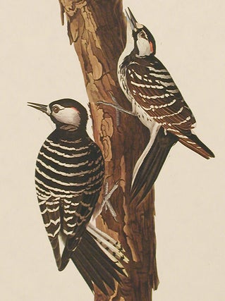 Red-Cockaded Woodpecker. From "The Birds of America" (Amsterdam Edition)