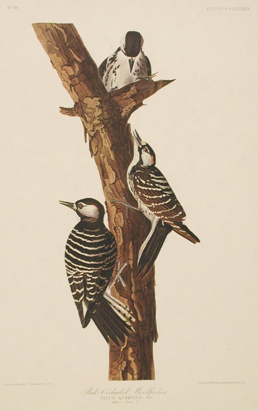 Item #7881 Red-Cockaded Woodpecker. From "The Birds of America" (Amsterdam Edition). John James AUDUBON.