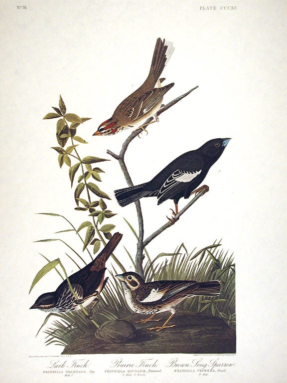 Item #7883 Lark Finch, Prairie Finch, Brown Song Sparrow. From "The Birds of America" (Amsterdam Edition). John James AUDUBON.