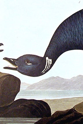 Brant Goose. From "The Birds of America" (Amsterdam Edition)