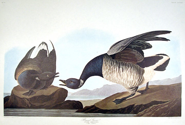 Item #7884 Brant Goose. From "The Birds of America" (Amsterdam Edition). John James AUDUBON.