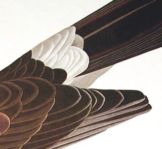 Louisiana Hawk. From "The Birds of America" (Amsterdam Edition)