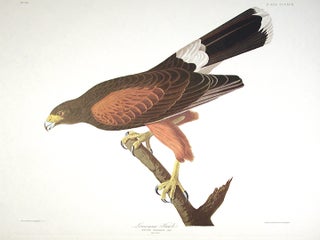 Item #7885 Louisiana Hawk. From "The Birds of America" (Amsterdam Edition). John James AUDUBON