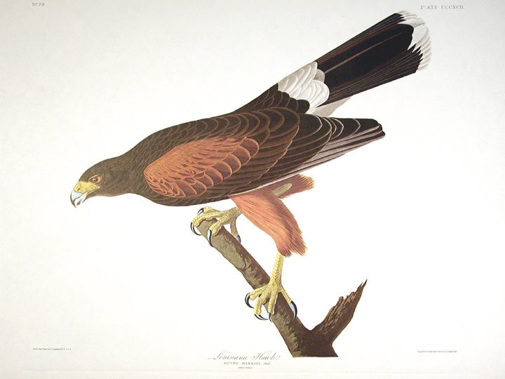 Item #7885 Louisiana Hawk. From "The Birds of America" (Amsterdam Edition). John James AUDUBON.