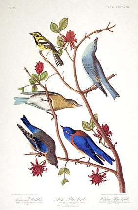 Item #7886 Townsend’s Warbler, Arctic Blue-bird, Western Blue-bird. From "The Birds of America"...