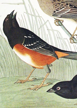 Chestnut-colored Finch, Black-headed Siskin, Black crown Bunting, Arctic Ground-Finch. From "The Birds of America" (Amsterdam Edition)