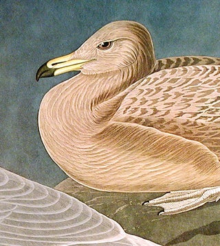 Burgomaster Gull. From "The Birds of America" (Amsterdam Edition)