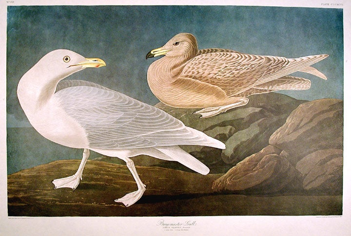 Item #7889 Burgomaster Gull. From "The Birds of America" (Amsterdam Edition). John James AUDUBON.