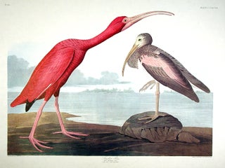 Item #7890 Scarlet Ibis. From "The Birds of America" (Amsterdam Edition). John James AUDUBON