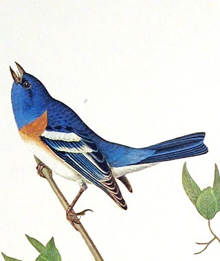 Lazuli Finch, Clay-coloured Finch, Oregon Snow Finch. From "The Birds of America" (Amsterdam Edition)
