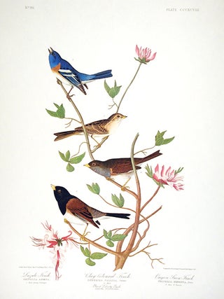 Item #7891 Lazuli Finch, Clay-coloured Finch, Oregon Snow Finch. From "The Birds of America"...