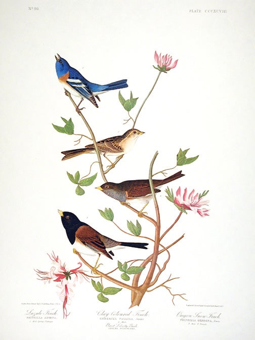 Item #7891 Lazuli Finch, Clay-coloured Finch, Oregon Snow Finch. From "The Birds of America" (Amsterdam Edition). John James AUDUBON.