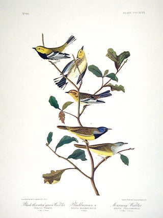 Item #7892 Black-throated Green Warbler, Blackburnian Warbler, Mourning Warbler. From "The Birds...