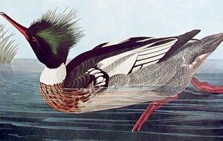 Red-breasted Merganser, Horned-billed Guillemot. From "The Birds of America" (Amsterdam Edition)