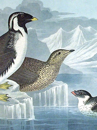 Black-throated Guillemot, Nobbed-billed Auk, Curled-Crested Auk. From "The Birds of America" (Amsterdam Edition)