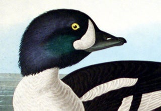 Golden-eye Duck. From "The Birds of America" (Amsterdam Edition)