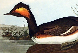 Eared Grebe. From "The Birds of America" (Amsterdam Edition)