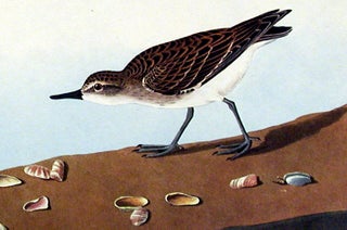 Semipalmated Sandpiper. From "The Birds of America" (Amsterdam Edition)