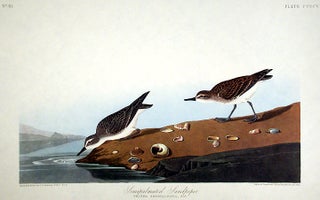 Item #7904 Semipalmated Sandpiper. From "The Birds of America" (Amsterdam Edition). John James...