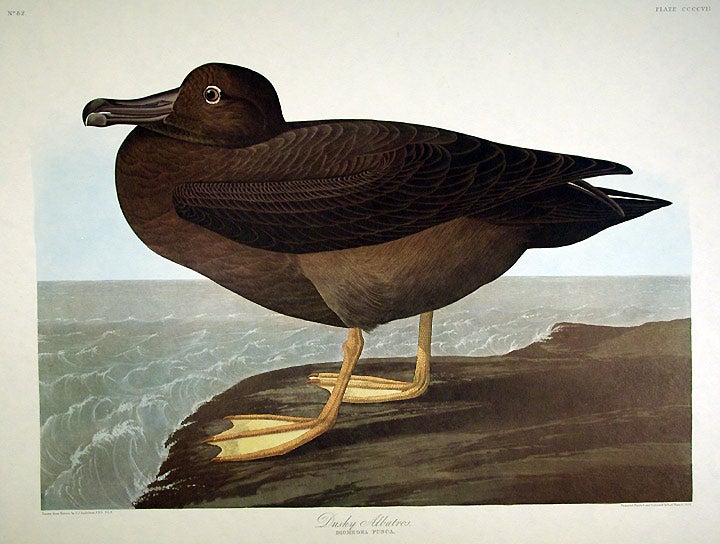 Item #7907 Dusky Albatros. From "The Birds of America" (Amsterdam Edition). John James AUDUBON.