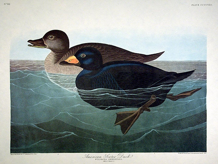 Item #7908 American Scoter Duck. From "The Birds of America" (Amsterdam Edition). John James AUDUBON.
