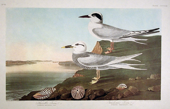Item #7909 Havell’s Tern, Trudeau's Tern. From "The Birds of America" (Amsterdam Edition). John James AUDUBON.