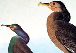 Violet Green Cormorant, Townsend's Cormorant. From "The Birds of America" (Amsterdam Edition)