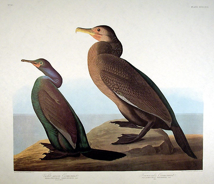 Item #7912 Violet Green Cormorant, Townsend's Cormorant. From "The Birds of America" (Amsterdam Edition). John James AUDUBON.