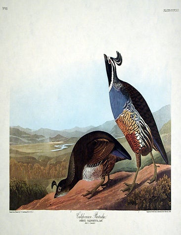 Item #7913 Californian Partridge. From "The Birds of America" (Amsterdam Edition). John James AUDUBON.