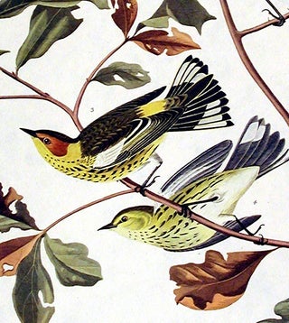 Golden-winged Warbler, Cape May Warbler. From "The Birds of America" (Amsterdam Edition)