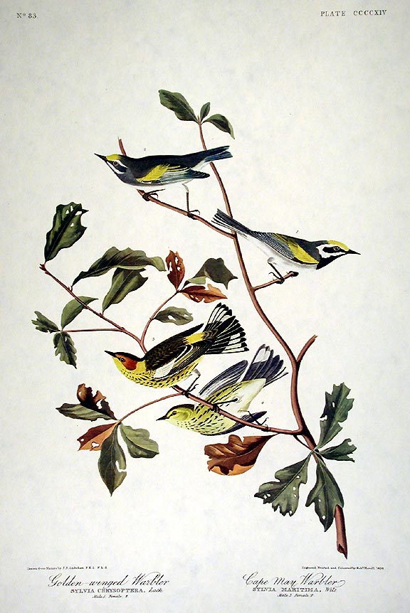 Item #7915 Golden-winged Warbler, Cape May Warbler. From "The Birds of America" (Amsterdam Edition). John James AUDUBON.