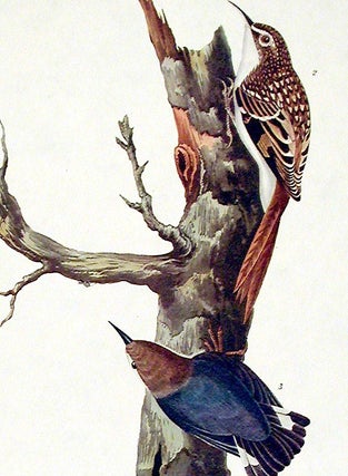 Brown Creeper, Californian Nuthatch. From "The Birds of America" (Amsterdam Edition)